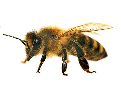 Bee Honey Wound Management